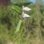  Liliane Roubaudi - Centrosema pubescens Benth.