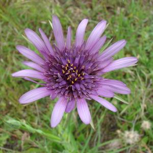 Tragopogon eriospermus Ten. (Salsifis à feuilles de poireau)