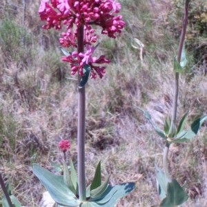 Photographie n°103608 du taxon Centranthus ruber (L.) DC. [1805]