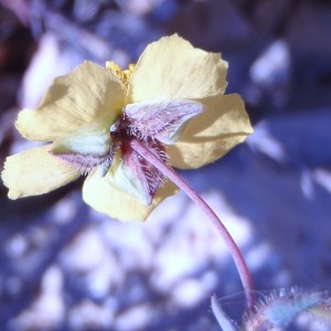 Helianthemum laevipes (L.) Moench (Fumana à feuilles étroites)