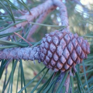 Photographie n°103615 du taxon Pinus halepensis Mill. [1768]