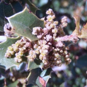 Photographie n°103618 du taxon Quercus coccifera L. [1753]