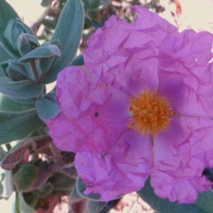 Photographie n°103641 du taxon Cistus albidus L. [1753]