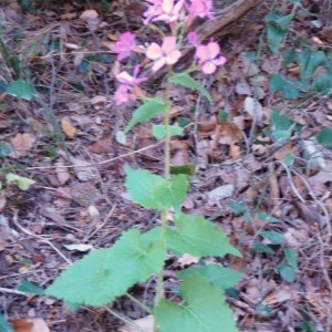 Photographie n°103642 du taxon Lunaria annua L. [1753]