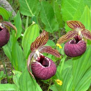 Cypripedium sp.