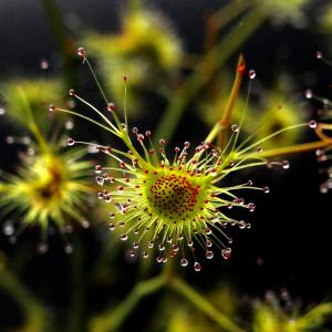 Drosera L. [1753] [nn86339] par Josette PUYO le 05/10/2012 - AUSTRALIE