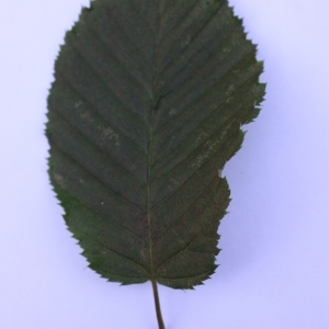 Photographie n°103649 du taxon Carpinus betulus L. [1753]