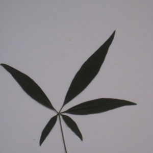 Photographie n°103665 du taxon Vitex agnus-castus L. [1753]