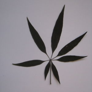 Photographie n°103666 du taxon Vitex agnus-castus L. [1753]