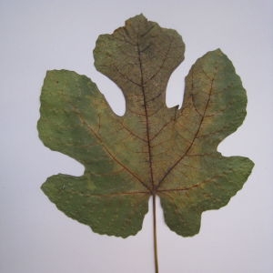 Photographie n°103669 du taxon Ficus carica L. [1753]