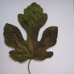Photographie n°103674 du taxon Ficus carica L. [1753]
