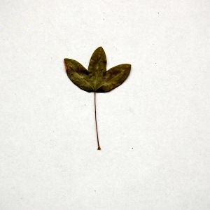 Photographie n°103705 du taxon Acer monspessulanum L.