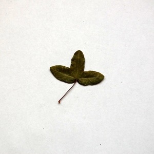 Photographie n°103706 du taxon Acer monspessulanum L.