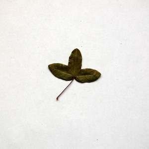 Photographie n°103706 du taxon Acer monspessulanum L.