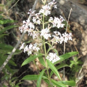 Photographie n°103744 du taxon Aloysia citriodora Ortega ex Pers. [1806]