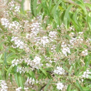 Photographie n°103748 du taxon Aloysia citriodora Ortega ex Pers. [1806]