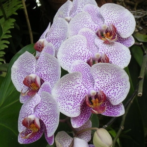 Orchidaceae 