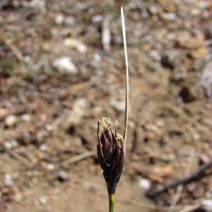 Photographie n°103789 du taxon Schoenus nigricans L. [1753]