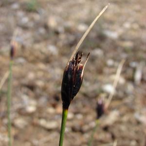 Photographie n°103790 du taxon Schoenus nigricans L. [1753]