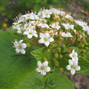 Photographie n°103802 du taxon Viburnum lantana L. [1753]