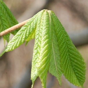 Photographie n°103889 du taxon Aesculus hippocastanum L. [1753]