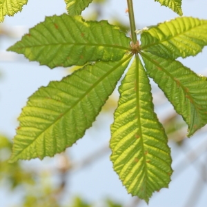 Photographie n°103891 du taxon Aesculus hippocastanum L. [1753]