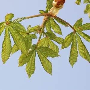 Photographie n°103894 du taxon Aesculus hippocastanum L. [1753]