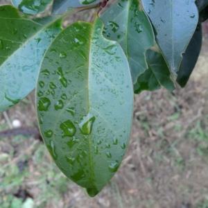 Photographie n°103918 du taxon Ligustrum lucidum W.T.Aiton [1810]