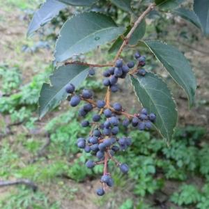 Photographie n°103921 du taxon Ligustrum lucidum W.T.Aiton [1810]