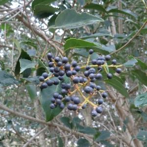 Photographie n°103922 du taxon Ligustrum lucidum W.T.Aiton [1810]