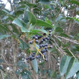 Photographie n°103923 du taxon Ligustrum lucidum W.T.Aiton [1810]