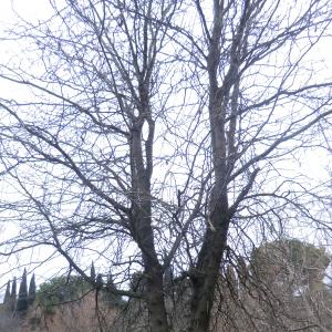 Photographie n°103956 du taxon Gleditsia triacanthos L. [1753]