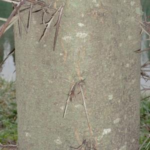 Photographie n°103958 du taxon Gleditsia triacanthos L. [1753]