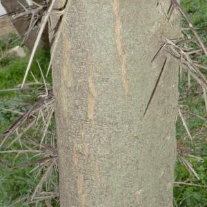 Photographie n°103960 du taxon Gleditsia triacanthos L. [1753]