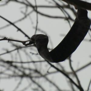 Photographie n°103968 du taxon Gleditsia triacanthos L. [1753]