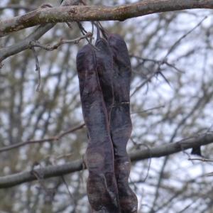 Photographie n°103981 du taxon Gleditsia triacanthos L. [1753]