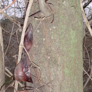 Photographie n°104031 du taxon Gleditsia triacanthos L. [1753]