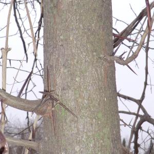 Photographie n°104033 du taxon Gleditsia triacanthos L. [1753]