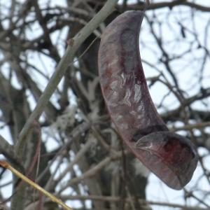 Photographie n°104036 du taxon Gleditsia triacanthos L. [1753]