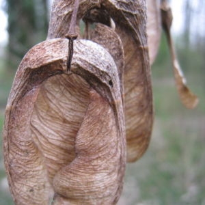 Photographie n°104060 du taxon Acer pseudoplatanus L. [1753]