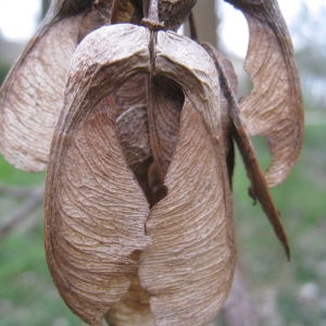 Photographie n°104062 du taxon Acer pseudoplatanus L. [1753]