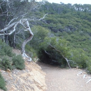 Photographie n°104067 du taxon Pinus halepensis Mill. [1768]