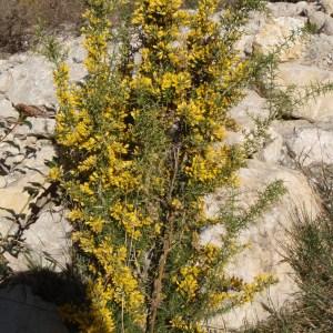 Photographie n°104072 du taxon Ulex parviflorus Pourr. [1788]