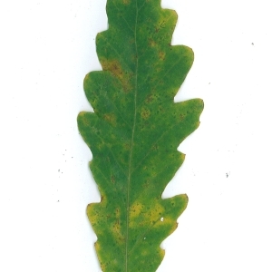 Photographie n°104081 du taxon Quercus cerris L. [1753]