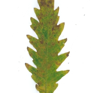 Photographie n°104083 du taxon Quercus cerris L. [1753]