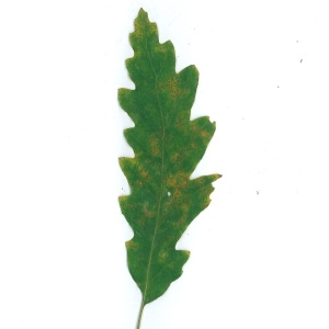 Photographie n°104085 du taxon Quercus cerris L. [1753]