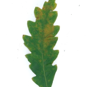 Photographie n°104086 du taxon Quercus cerris L. [1753]