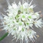  Joceline Chappert-bessiere - Allium ericetorum Thore [1803]