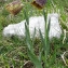  Joceline Chappert-bessiere - Fritillaria nigra Mill. [1768]