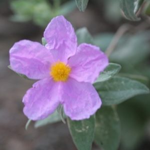 Photographie n°104383 du taxon Cistus albidus L. [1753]